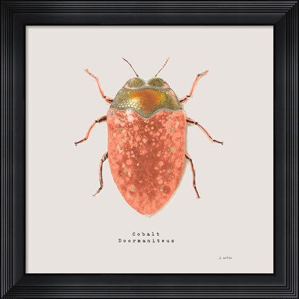 Framed Adorning Coleoptera V Sq Camelia Print