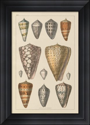 Framed Shell Assorment II Print