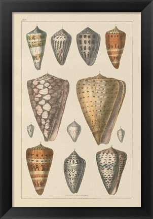 Framed Shell Assorment II Print