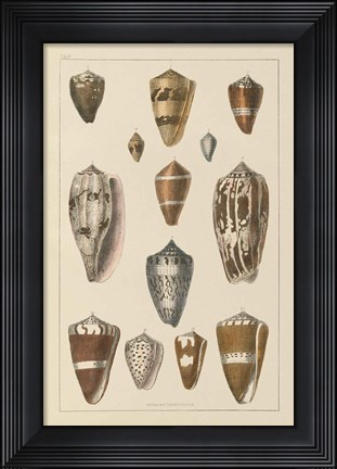 Framed Shell Assorment I Print