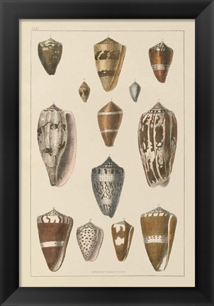 Framed Shell Assorment I Print