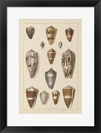 Framed Shell Assorment I Print