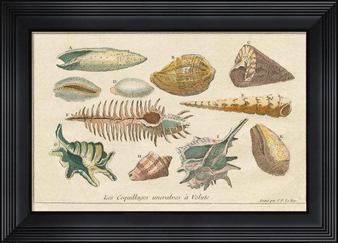 Framed Shell Etchings II Print