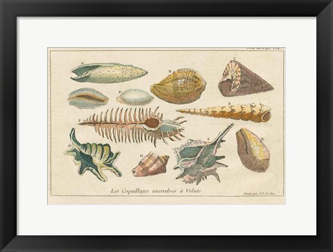 Framed Shell Etchings II Print