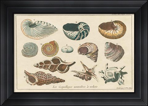 Framed Shell Etchings I Print