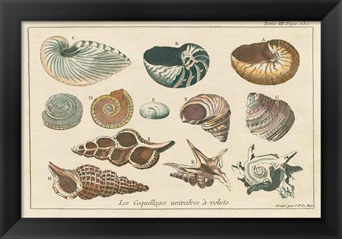 Framed Shell Etchings I Print