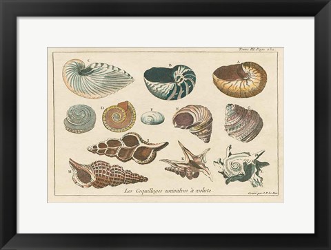 Framed Shell Etchings I Print