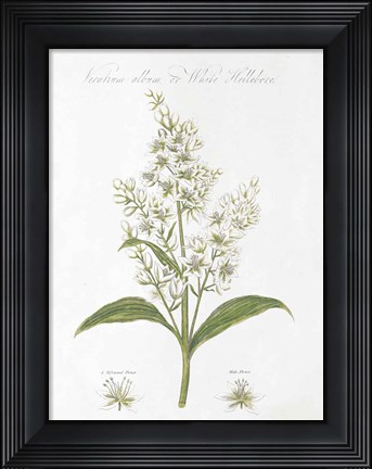 Framed Botany Book XI White Green Print