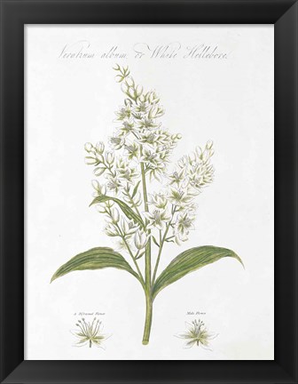 Framed Botany Book XI White Green Print