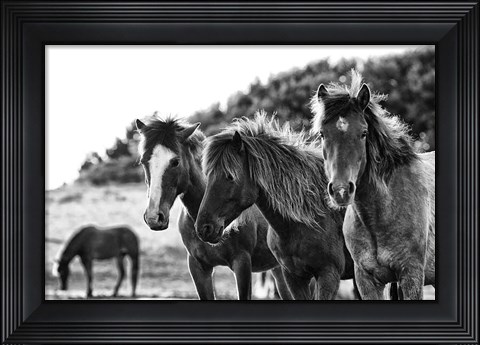 Framed Horses Three Print