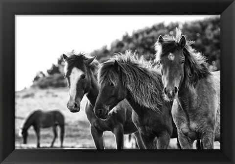 Framed Horses Three Print