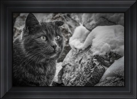 Framed Cat and the Snow Print
