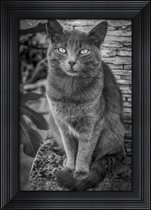 Framed Cat Sitting on Rock Print