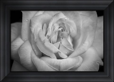 Framed Monochrome Flower 03 Print