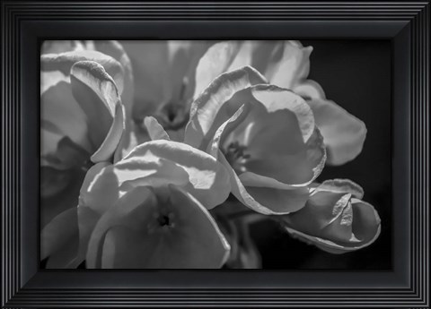 Framed Monochrome Flower 05 Print