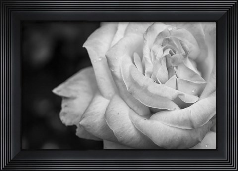 Framed Monochrome Flower 26 Print