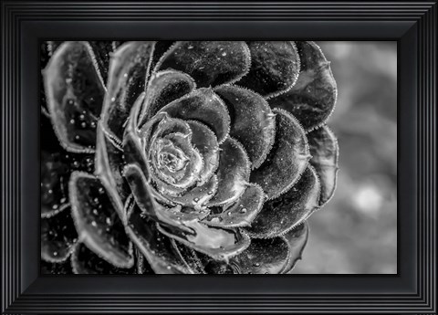 Framed Monochrome Flower 27 Print