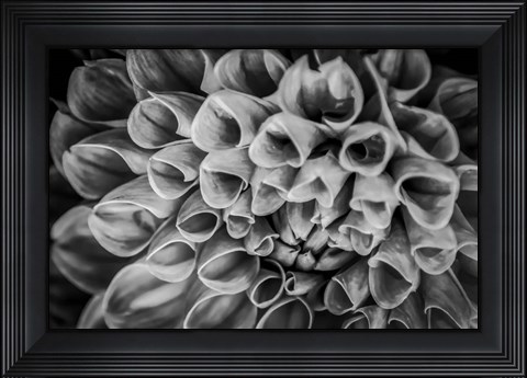 Framed Monochrome Flower 33 Print