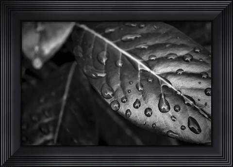 Framed Monochrome Flower 38 Print