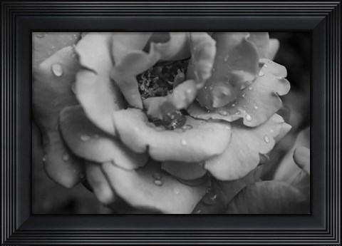 Framed Monochrome Flower 53 Print