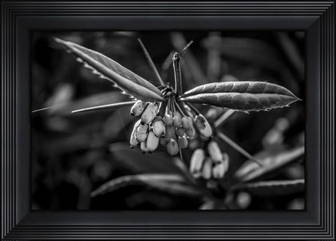 Framed Monochrome Flower 55 Print