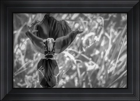 Framed Monochrome Flower 56 Print