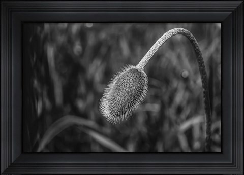 Framed Monochrome Flower 57 Print