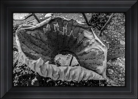 Framed Monochrome Flower 63 Print