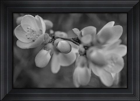 Framed Monochrome Flower 66 Print