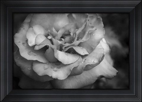 Framed Monochrome Flower 67 Print