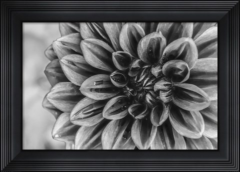 Framed Monochrome Flower 70 Print