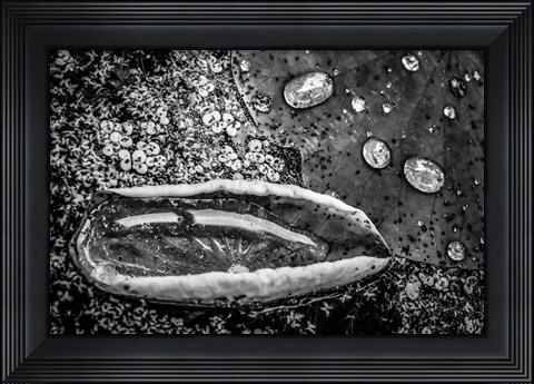 Framed Monochrome Flower 73 Print