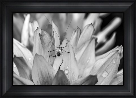 Framed Monochrome Flower 76 Print