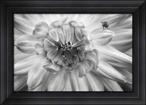Framed Monochrome Flower 78 Print