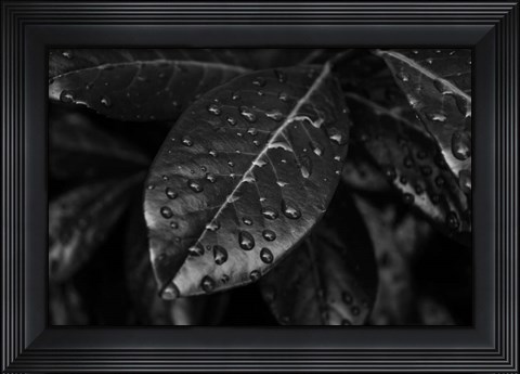 Framed Monochrome Flower 79 Print