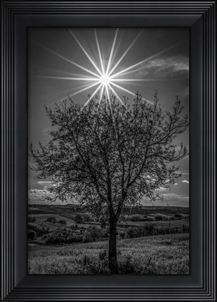 Framed Rays of Sun over Foliage Print