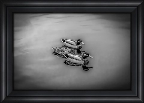 Framed Three Little Ducks Print
