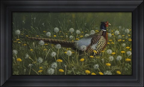 Framed Dandy Rooster - Formosan Ring-necked Pheasant Print