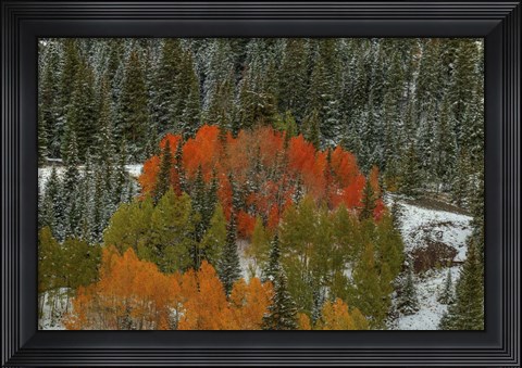 Framed Circle Of Color Print