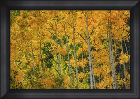 Framed Backlit Embrace Print