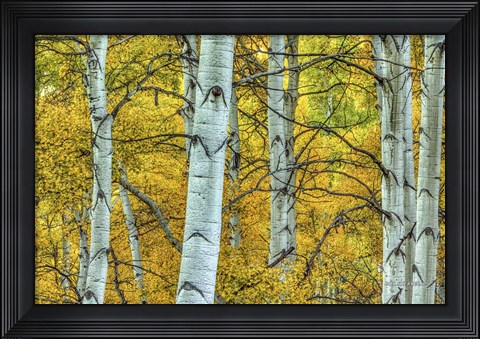 Framed Chaotic Beauty Print