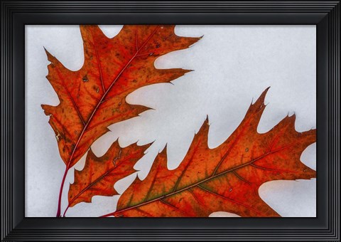 Framed Fragile Transformation Print