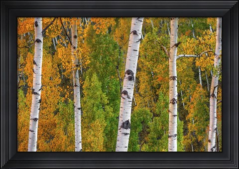 Framed Lines Of Grace Print