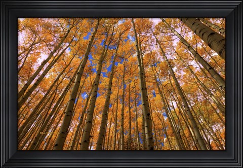 Framed Orange Grove Print