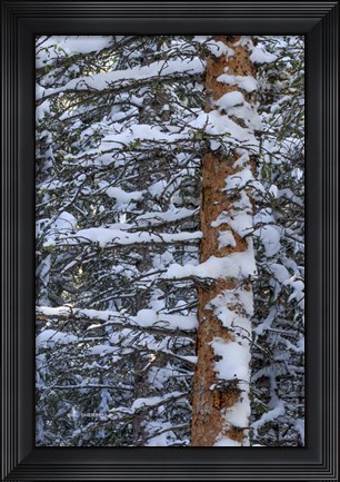 Framed Out On A Limb Print