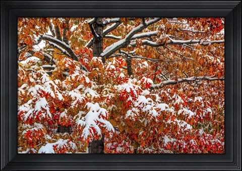 Framed Seasons Of Change Print