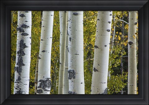 Framed Aspen Trunks Print