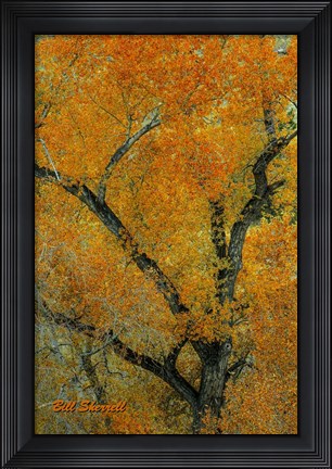 Framed Autumn Contrast Print