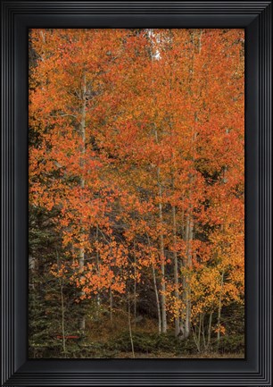 Framed Red-Orange Expierence Print