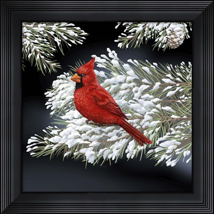 Framed Night Cardinal Print